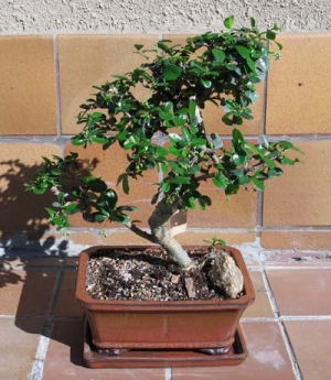 Family Boraginaceae. Native to Southern China, (Fujian province) and South-east Asia. Has small broad shiny leaves. Needs a sunny location, but protect from hot burning sun. Has tiny white flowers and produces a small fruit red or black in colour.