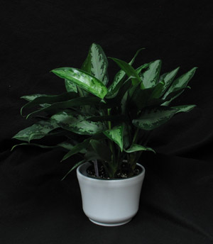 Aglaonemas grow in low light and help clean the household air. One of the10 plants NASA has found to clean your air. This plant is in the Aroid family. Aglaonema white rain elite.