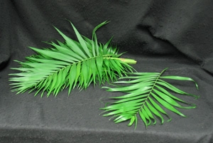 Purchase these palms for your church for Easter or Palm Sunday. These palms come in a bunch of several palms. usually 20 stems