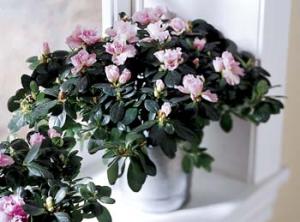 This cheery Azalea will give you many weeks of blooming pleasure. It's perfect for any occasion. Available in pink, red, deep pink, peach or white.