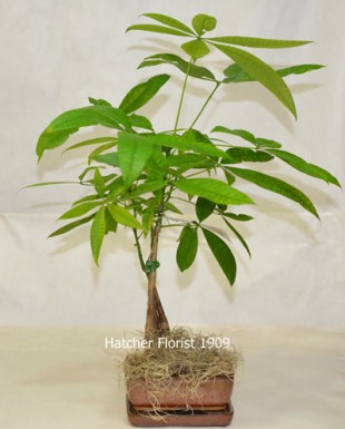 Money Tree pachira Glabra. Send your good luck wishes for Chinese New year or a business opening.