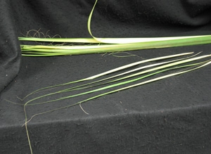 Purchase one of these palm buds for your church this Easter for Palm Sunday. One Palm Bud provides over 25 individual leaves.