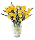 Sunny yellow Daffodils. They just sing Easter,and Nwruz and glory to the season. Vase may differ but it will be a nice glass one. Keep in a cool spot over night.