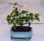 Star Jasmine bonsai. Needs a sunny location.