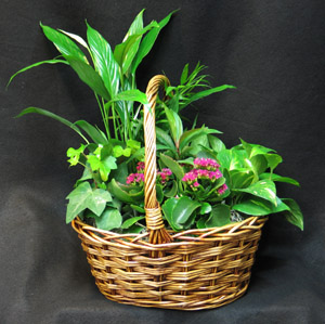 Wicker basket with a selection of tropical and sub tropical foliage plants. We use a flowering kalanchoe and assorted coloured tropical plants in different shades of green.