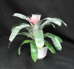Lovely soft pink flower. Very stiff waxy foliage. Sharp edges on the leaves. Silver colouring of the leaves. In the pineapple family. Achemea fasciata. Keep water in the center at all times.