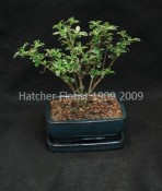 A delicate white and green leafed bonsai. This plant will flower. Needs a very brigth location but not hot direct sunlight.  Water every two days in the Summer every three in the Winter. May need water everyday in the Summer if in a hot window.