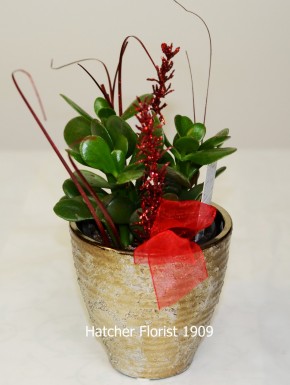 Jade plant for a traditional gift. Long lasting will grow for years. Only available near Chinese new Year! Limited supply.
