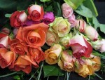 Sweetheart roses by our Eco farm  Denmar in Ecuador.  Let a third generation Toronto florist deliver your flowers today. These are mixed coloured sweetheart roses, there are no red in this feature. Colours vary each week.