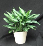 Aglaonema plants are great for low light areas. They help clean the air in the office or home. leaf markins green, light green, yellowish gold and silver.