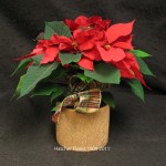 Onatario grown poinsettia nestled in a gold ceramic jardinere. A stunning presentation, accented with a gold bow.