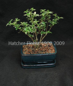 A delicate white and green leafed bonsai. This plant will flower. Needs a very brigth location but not hot direct sunlight.  Water every two days in the Summer every three in the Winter. May need water everyday in the Summer if in a hot window.