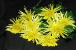 Sunny yellow Anastasia Chrysanthemums for a happy, and prosperous New Year!! Gung Hay Fat Choy! Or Gung Hei Fatt Choy! These are bunches of eight!! Happy Anastasia Chrysanthemums,to one and all.