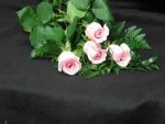 12 large headed medium pink roses. Sweet Unique is a lovely opening rose. Hatcher Florist sells Eco friendly roses by Hosa, and Denmar. We sell Sierraeco friendly roses, carnations, and other flowers, in Toronto, North York, Thornhill, Scarborough, Don Mills, and Richmondhill. Toronto's florist since 1909.