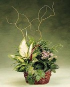 As though it came straight from the jungle this basket of assorted plants includes such favorites as Dieffenbachia, Palm, Ivy, and a blooming plant. Plants may vary according to seasonal and regional conditions. This is an all-around arrangement.