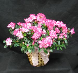 Send a Spring like Azalea to brighten up the home. Flowering azaleas in white, pale pink, variegated pink and white and red are available.