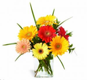 Warning! Gerbera Daisies may cause Happiness! This assortment of colorful Gerbera daisies is sure to bring smiles to whomever receives them. Great for any occasion, or just to say a bright "hello".