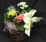 Mixed bright Kalanchoes in a basket or simple ceramic dish.