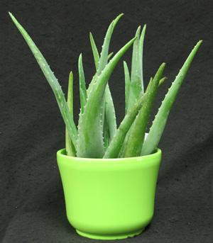 Aloe vera has been used to treat various skin conditions such as cuts, burns and eczema. It is alleged that sap from Aloe vera eases pain and reduces inflammation. This plant is also decorative and comes in a ceramic pot.