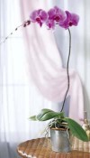 This exquisite blooming Phalaenopsis orchid plant is great for orchid plant beginners and is a luxurious way to celebrate a wide variety of occasions. Ceramic pot may vary. Best care once a week soak in water the bark or moss for 30 minutes, then drain away the water. Place back in a bright location. No direct sunlight.