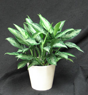 Aglaonema plants are great for low light areas. They help clean the air in the office or home. leaf markins green, light green, yellowish gold and silver.