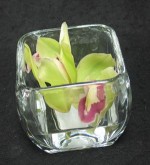 Two cymbidium orchids together in a small, low vase with water. A simple and sophisticated gift for anyone to enjoy.