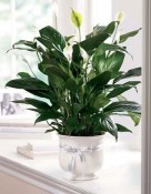 Our creamy white ceramic planter holds an elegant peace lily plant. Planter is simply enriched by a white ribbon bow bearing words of "comfort". Dark green leaves offer a calm background for the white candle-like blooms of this easy to care for plant.