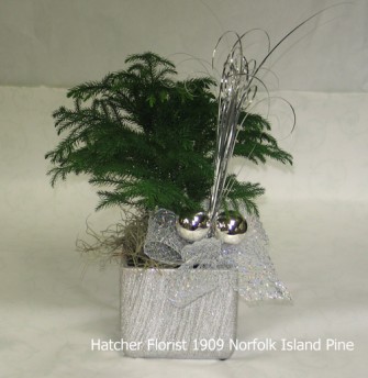 Norfolk Island pine, from the pacific area near new Zealand originally. Silver ceramic container. Silver balls and Silver streamers. Silver bow.