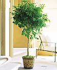 A lovely plant that requires a very BRIGHT location. Best near a South, or a West facing window. In a very hot location you may have to water twice a week. Water well weekly and never let the plant sit in water. Tall plant with small shiny geen leaves. Shaped like a lollipop. Tropical plant.