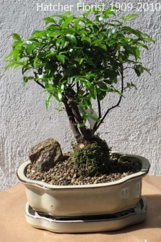 Very small leaves from China. A subtropical tree will suffer if temp goes below 55 f or 10 c Small white flowers can produce black fruit. Best in east window, can take direct sunlight but the watering really needs to be monitored. http://www.bonsai-bci.com/