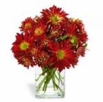 A sure symbol of Autumn, Red Rover daisy pompons and chrysanthemums are arranged in a clear glass rectangular vase. The deep red russet hues are perfect for celebrating any occasion or just to perk up a little corner of your world.