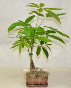 Money Tree pachira Glabra. Send your good luck wishes for Chinese New year or a business opening.