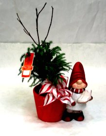 Is this Elton John's gnome?  Norfolk Island pine and a cute, festive gnome make a growing keepsake to enjoy for years. Christmas time deliveries now.