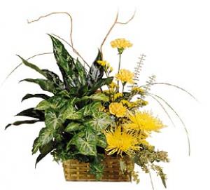 A living gift with the excitement of fresh flowers added for interest and impact. The plants will live on after the bright blooms are gone.