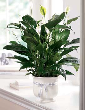 Our creamy white ceramic planter holds an elegant peace lily plant. Planter is simply enriched by a white ribbon bow bearing words of "comfort". Dark green leaves offer a calm background for the white candle-like blooms of this easy to care for plant.
