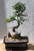 Chinese elm is fast growing, deciduous or evergreen depending on its location, forms a graceful upright rounded canopy with shiny, dark green leathery leaves. Family: Ulmaceae. Lighting: Will grow in full sun or partial shade. Temperature: Watering: Needs a lot of water if in a sunny location. Less in winter. Usually every 2-3 days. The more sun and heat the more water.