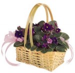 Deep purple Violets in a bed of lush dark green leaves peek out of a woven basket lightly trimmed in ribbon. This is an all-around arrangement. We deliver mixed colours as well.