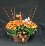 Fall double Chrysanthemum basket