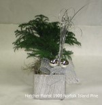 Norfolk Island pine, from the pacific area near new Zealand originally. Silver ceramic container. Silver balls and Silver streamers. Silver bow.