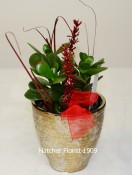 Jade plant for a traditional gift. Long lasting will grow for years. Only available near Chinese new Year! Limited supply.