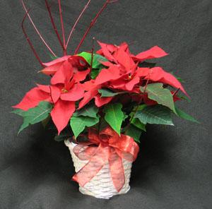 The perfect Poinsettia, in a wicker basket with a bow and Dog wood. Ontario Poinsettias, grown with pride by Canadian growers in the Golden horseshoe.