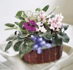 This assortment of colorful African violets is the perfect gift for any occasion. Violets are delivered in a basket and finished with a bow. 
Violets grow best in a north facing window or east. Please no direct sunlight.