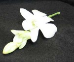 White Dendrobium orchid boutonniere. So people say button hole.Add bow of your choice, to make a simple corsage please specify.