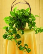 This eco-friendly air cleaner is cleverly disguised as a pothos plant. This variegated pothos arrives in a 6" diameter dark straw potcover decorated with grapevine. An easy-care, living gift that will help freshen the air, too!