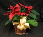 What would Christmas be with out an Ontario grown poinsettia? Bob and Doug Hatcher have made a special effort to get great plants at a stunning price. 5 days only GTA only!!! Limit two per customer. send one today on Nationial Poinsettia day Dec 10th. Price good  Dec 03th.through December 12th 2011.  "Tough people last, tough times don't. "