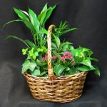 Wicker basket with a selection of tropical and sub tropical foliage plants. We use a flowering kalanchoe and assorted coloured tropical plants in different shades of green.