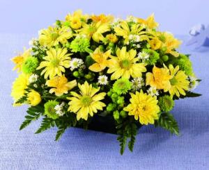 An abundance of flowers in yellows and greens makes a cheerful statement. Yellow daisy and cushion Poms, yellow Alstroemeria and green button Poms are interspersed with green Hypericum berries and white Monte Casino. Pretty as a picture, and ready to decorate an end table or serve as a centerpiece.