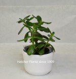 Jade plant in a white ceramic container. Crassula ovata.A succulent plant that requires a bright location. native to South Africa.