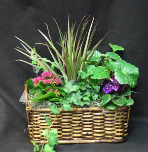 A lasting gift, of tropical plants, and flowering plants. We use fresh plants daily.