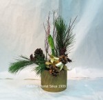 Golden container holding a Christmas fresh Amaryllis for delivery. Pine, cones and red dogwood.